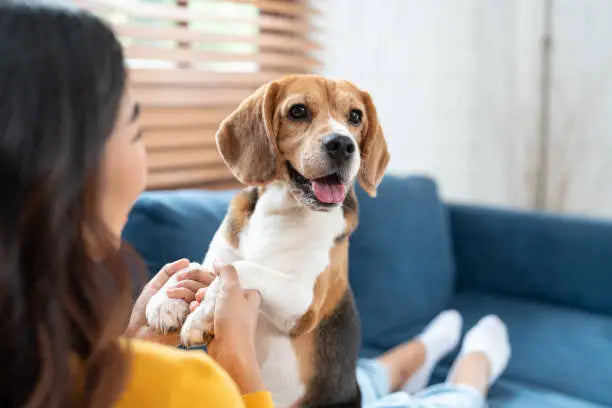 FOR DOGS