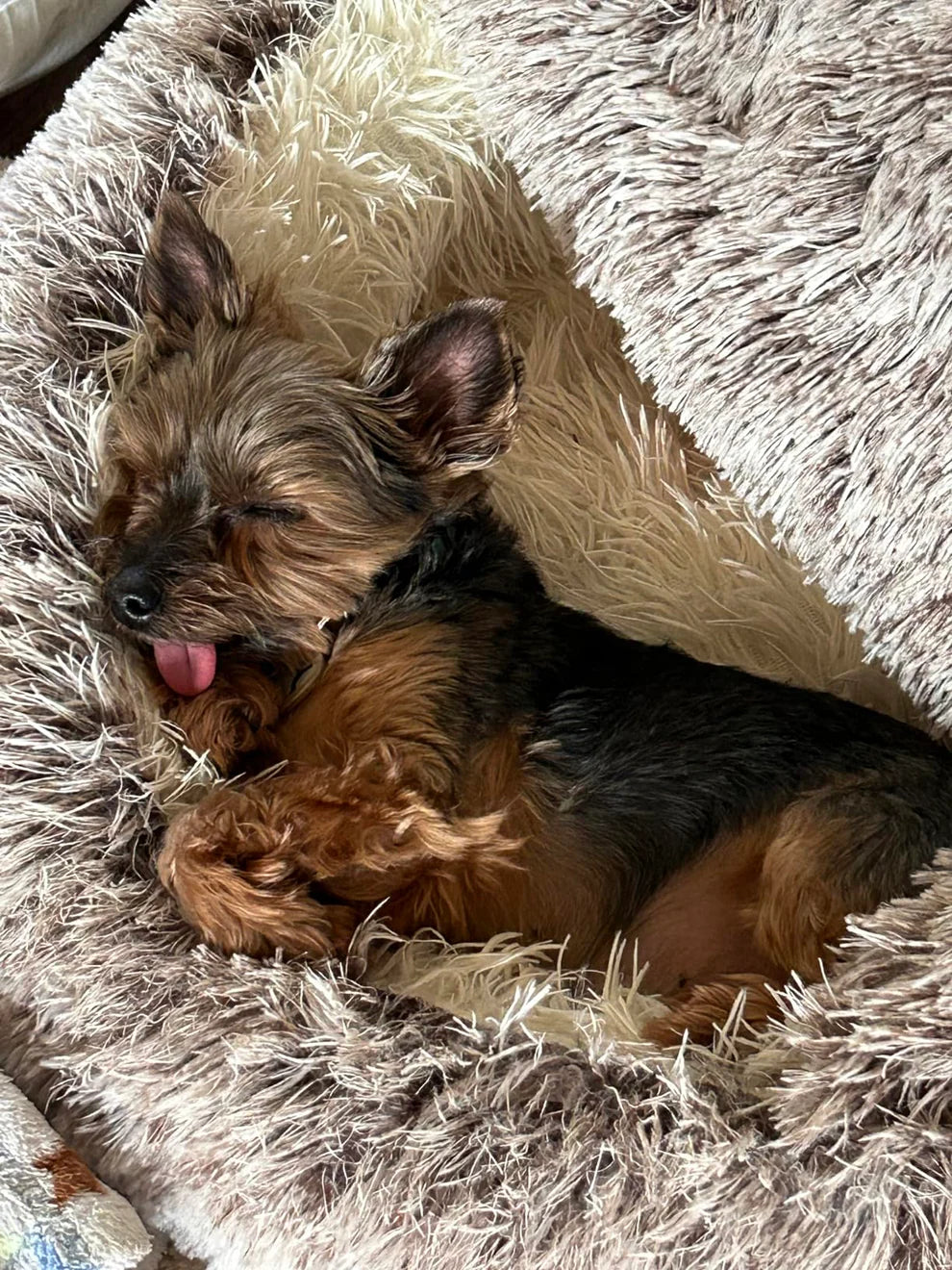 Сozy cocoon - pet bed